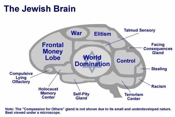The Jewish brain